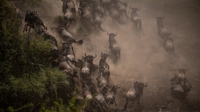 Great Migration Safari
